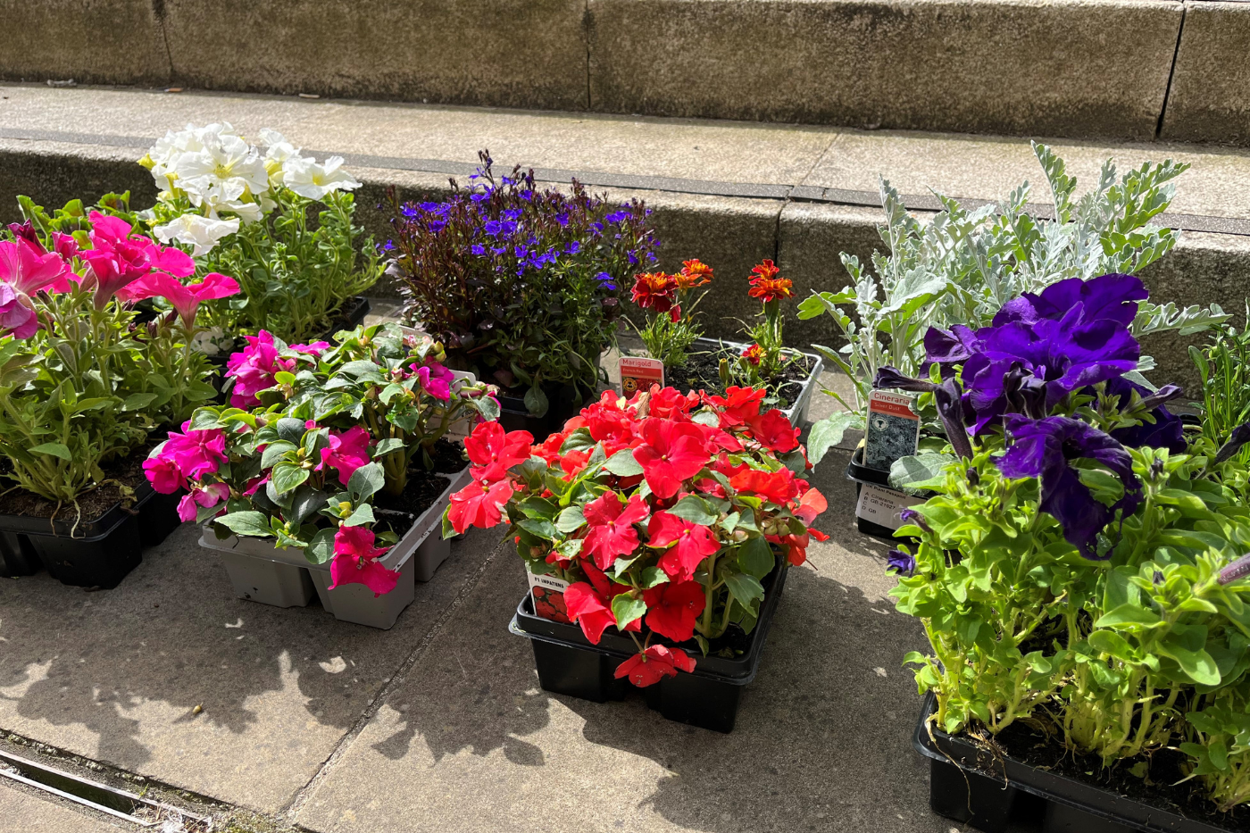 flowers-for-planters-cathedral-square